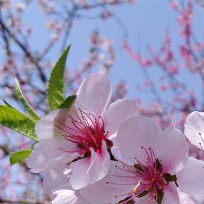 完美电竞下载手机版